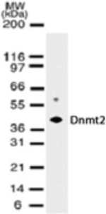 Dnmt2 Antibody in Western Blot (WB)