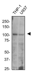 TLR2 Monoclonal Antibody (TL2.1)