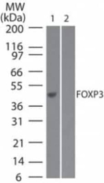 FOXP3 Antibody in Western Blot (WB)