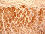 IL-17F Antibody in Immunohistochemistry (Paraffin) (IHC (P))