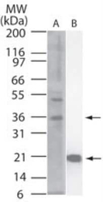 IL-33 Monoclonal Antibody (6H617)