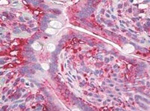 AGR2 Antibody in Immunohistochemistry (Paraffin) (IHC (P))