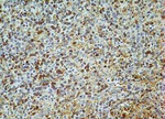 AGR2 Antibody in Immunohistochemistry (Paraffin) (IHC (P))