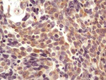 AGR2 Antibody in Immunohistochemistry (Paraffin) (IHC (P))