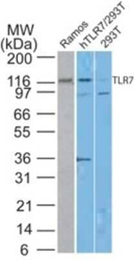 TLR7 Antibody in Western Blot (WB)