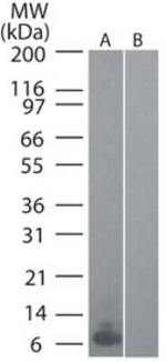 MIP-3 alpha Monoclonal Antibody (4N5F7)