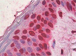 HMGB1 Antibody in Immunohistochemistry (Paraffin) (IHC (P))