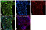 Podoplanin Monoclonal Antibody (NZ-1.2)