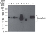 Podoplanin Antibody in Western Blot (WB)