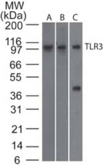 TLR3 Monoclonal Antibody (27N3D4)