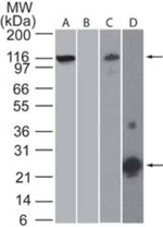 NLRP3 Monoclonal Antibody (25N10E9)
