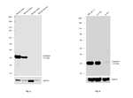 Calretinin Antibody in Western Blot (WB)