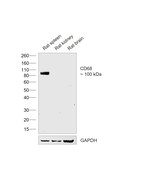 CD68 Antibody