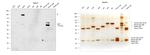 Human IgG3 (Hinge region) Secondary Antibody in Western Blot (WB)