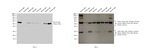 Mouse anti-Bovine IgG (H+L) Secondary Antibody, HRP