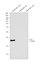 IL-10 Monoclonal Antibody (JES3-9D7)