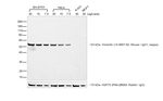 Rat anti-Mouse IgG1 (Heavy chain) Secondary Antibody, HRP