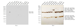 Mouse IgG1 (Heavy chain) Secondary Antibody in Western Blot (WB)