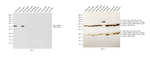 Mouse IgG2a (Heavy chain) Secondary Antibody
