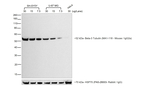 Rat anti-Mouse IgG2a (Heavy chain) Secondary Antibody, HRP