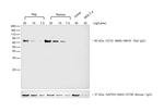 Mouse anti-Rat IgG2a (Heavy chain) Secondary Antibody, HRP