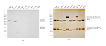 Rat IgG2a (Heavy chain) Secondary Antibody in Western Blot (WB)