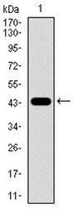 Nestin Antibody in Western Blot (WB)