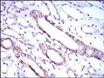 RPL18A Antibody in Immunohistochemistry (Paraffin) (IHC (P))