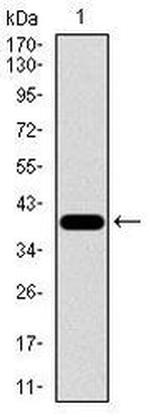RPL18A Antibody in Western Blot (WB)