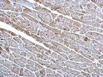 Citrate Synthase Antibody in Immunohistochemistry (Paraffin) (IHC (P))
