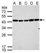 Citrate Synthase Antibody in Western Blot (WB)