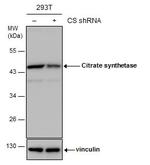 Citrate Synthase Antibody in Western Blot (WB)