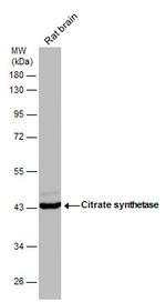 Citrate Synthase Antibody in Western Blot (WB)