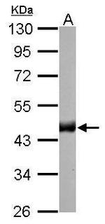 Citrate Synthase Antibody in Western Blot (WB)