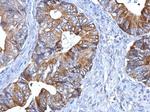 PEX19 Antibody in Immunohistochemistry (Paraffin) (IHC (P))