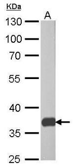 PEX19 Antibody in Western Blot (WB)