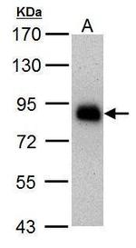 HNF1A Antibody in Western Blot (WB)