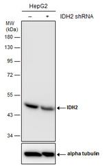 IDH2 Antibody in Western Blot (WB)