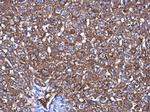 CBS Antibody in Immunohistochemistry (Paraffin) (IHC (P))