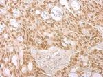 Lamin B2 Antibody in Immunohistochemistry (Paraffin) (IHC (P))