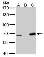 Lamin B2 Antibody in Western Blot (WB)