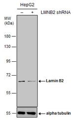 Lamin B2 Antibody in Western Blot (WB)