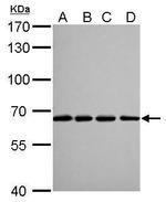 Lamin B2 Antibody in Western Blot (WB)