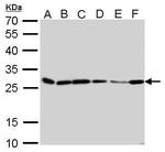 HMGB1 Antibody in Western Blot (WB)