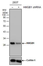 HMGB1 Antibody in Western Blot (WB)