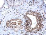 HMGB1 Antibody in Immunohistochemistry (Paraffin) (IHC (P))