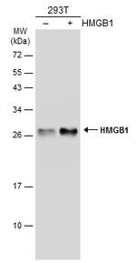 HMGB1 Antibody in Western Blot (WB)