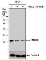 HMGB1 Antibody in Western Blot (WB)