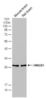 HMGB1 Antibody in Western Blot (WB)