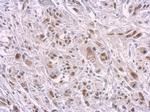 SAMHD1 Monoclonal Antibody (GT954)